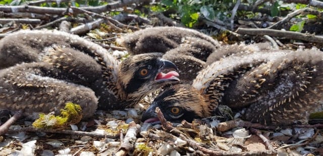 Pesässä on kolme poikasta.