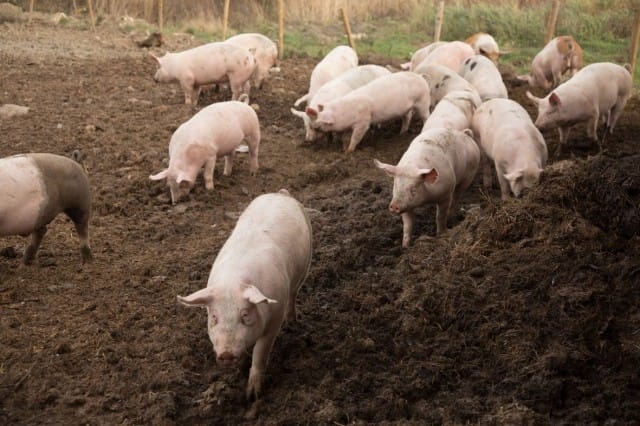 Eggspressin yhteistyökumppaneiden on sitouduttava eettiseen tuotantoon ja eläinten hyvinvointiin.