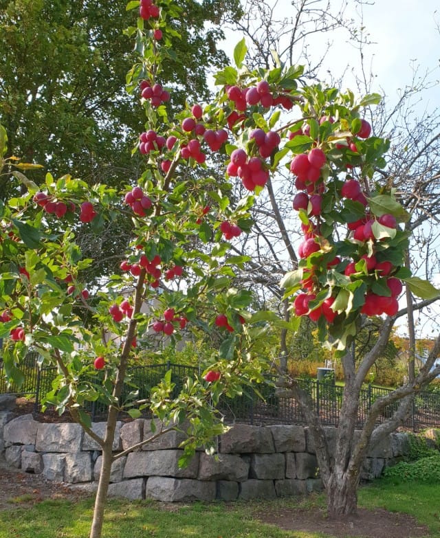 Hermannin puiston puutarhassa