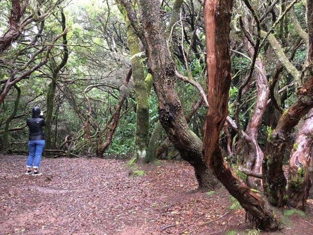 Anagan metsät tarjoavat upeat puitteet patikkaretkelle.