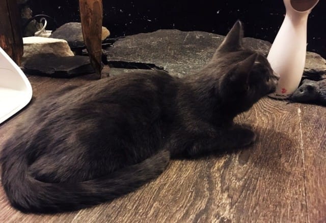 Helkatin nuorin tulokas on vielä pentuiässä oleva Namitassu.