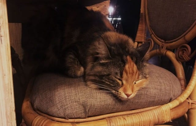 Helkatissa kunnioitetaan kissojen lepohetkiä, eikä nukkuvia kissoja ole lupa herättää. Kuvassa torkkuu Tuli.