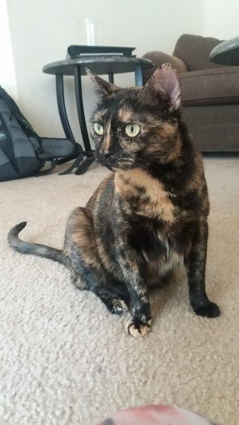 atlantan tuttavuus, joka hyppäsi heti tilaisuuden tullen syliin