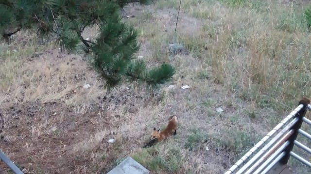 kaverin naapurissa asusti kettu repolaisia kolme kappaletta. tässä yksi heistä.