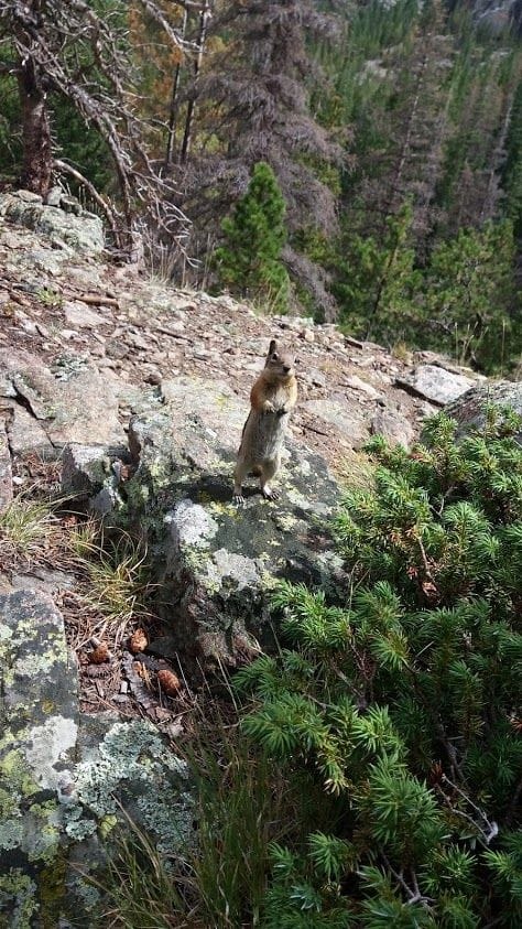 juovamaaorava eli tiku taikka taku