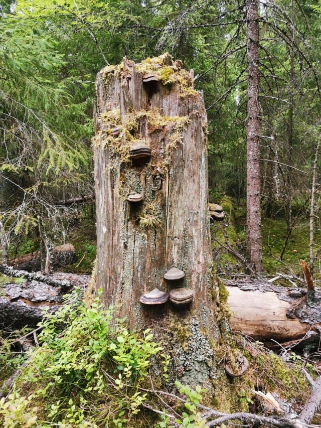 Kanto kuvattuna Honor 20 älypuhelimen kameralla