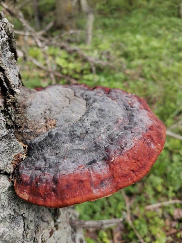 Kääpä kuvattuna Honor 20 älypuhelimen kameralla