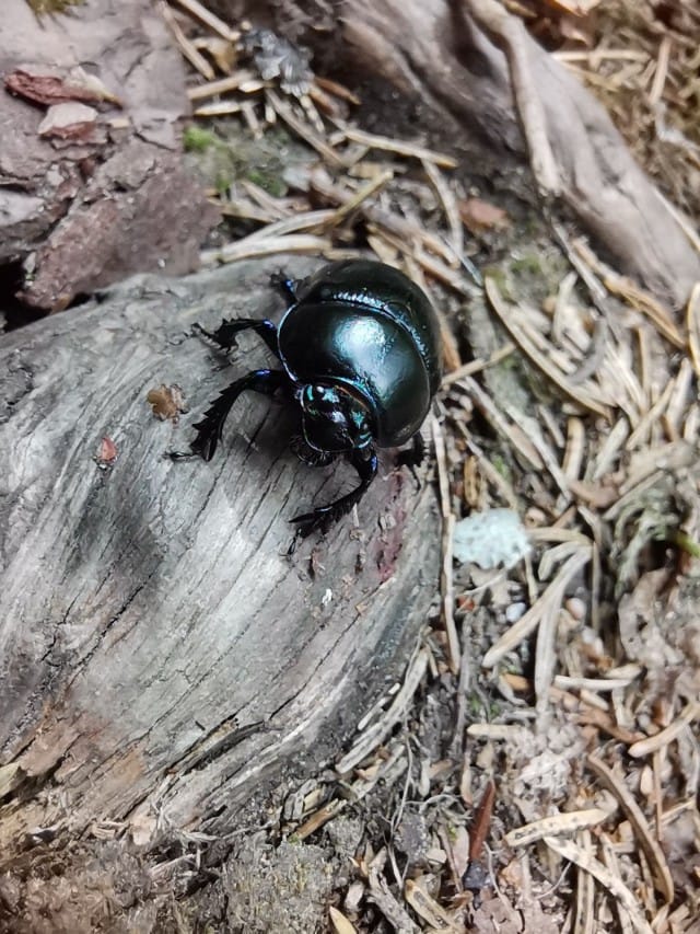 Ötökkä kuvattuna Honor 20 älypuhelimen kameralla