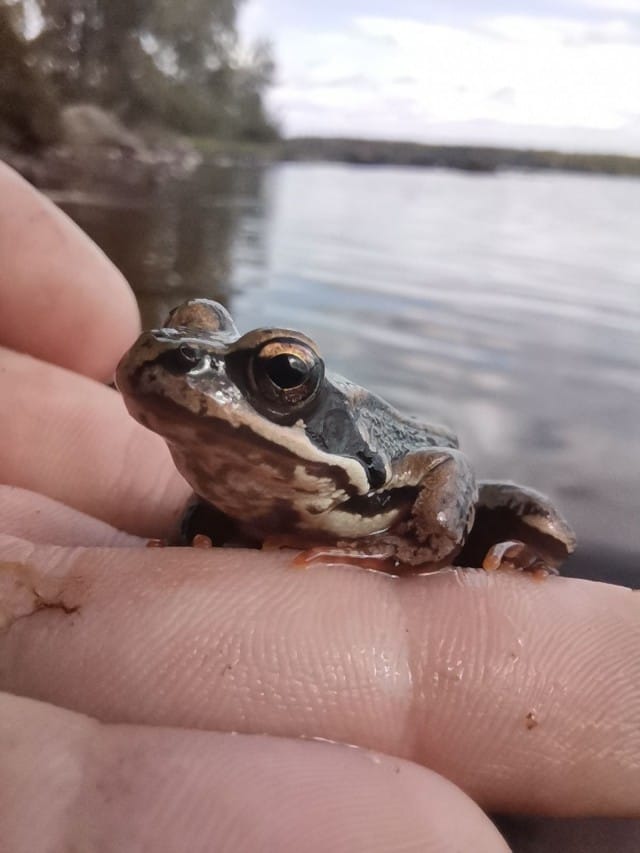 Sammakko kuvattuna Honor 20 älypuhelimen kameralla