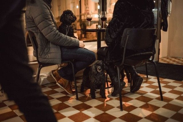 Koirat ovat tervetulleita kahvilaan.