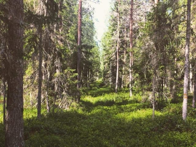"Tyyneyttä hyväksyä asiat, joita en voi muuttaa. Rohkeutta muuttaa mitkä voin ja viisautta erottaa nämä toisistaan."