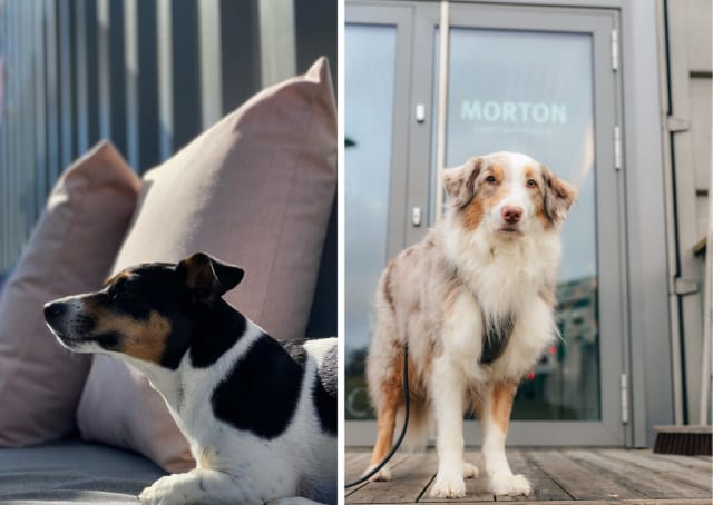 Koirakaverit ovat myös tervetulleita Mortonin terassille.