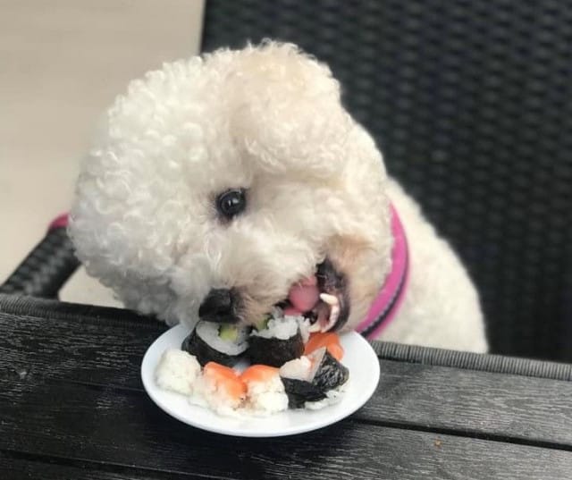 Totoro Sushista koiratkin pääsevät sushin makuun.