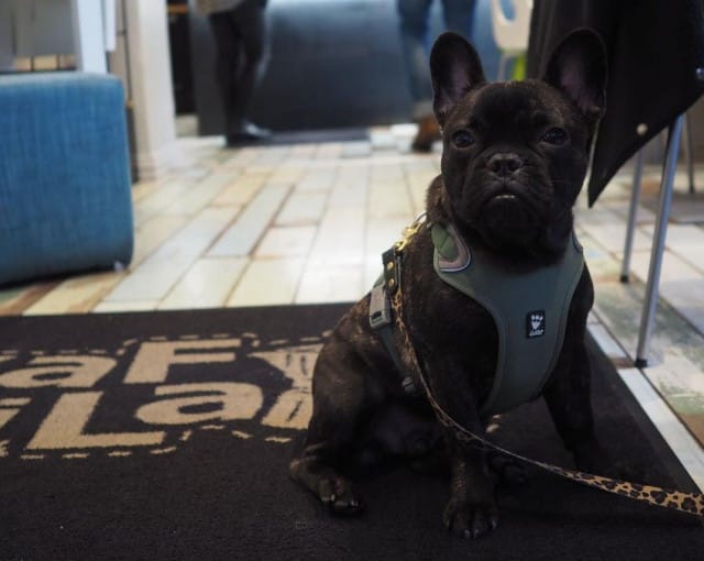 Kaffila toivottaa karvakaverit tervetulleiksi.