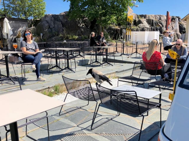 4. Mikä terassi on houkutellut paikalle myös siivekkäitä vieraita?