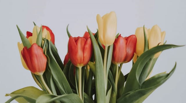 Beautiful Tulip Flower