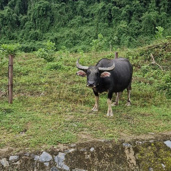 Vesipuhveli pohtii lähtisikö tien yli