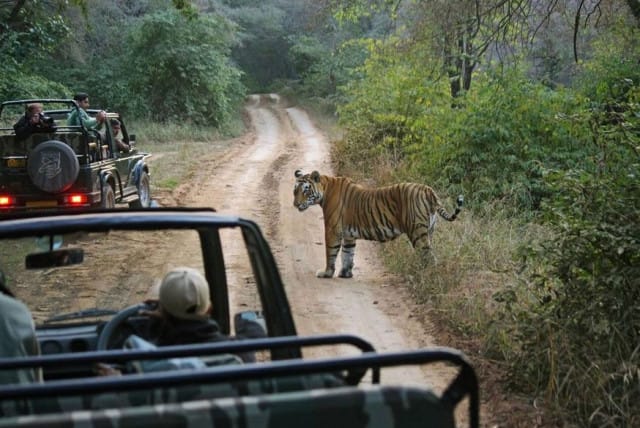 Ranthambore Tiger safari