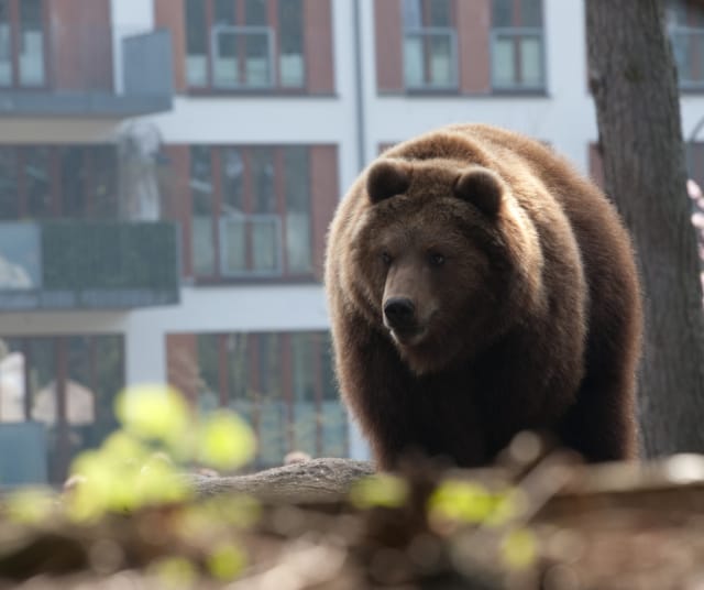 Kuvan karhu ei liity tapaukseen. Kuvituskuva.