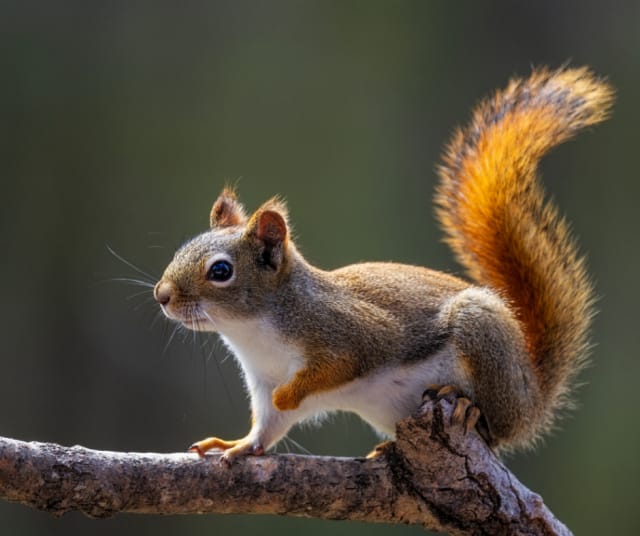 Kuvan orava ei liity tapaukseen. Kuvituskuva.