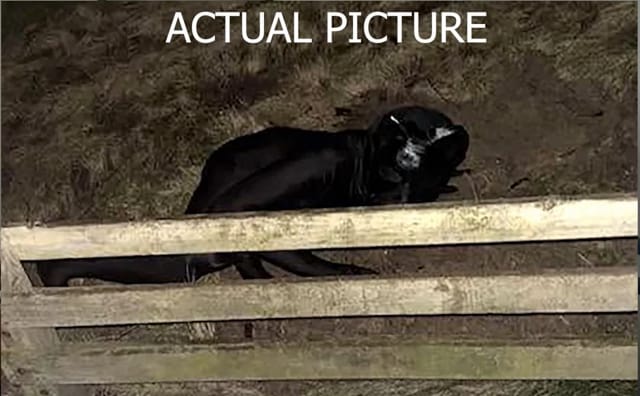 Kuvankaappaus videolta.