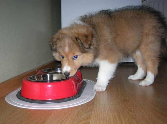 Ilmeisen vauvakarvainen Seppo aikana, kun ruokakupitkin olivat isompia kuin koira itse.