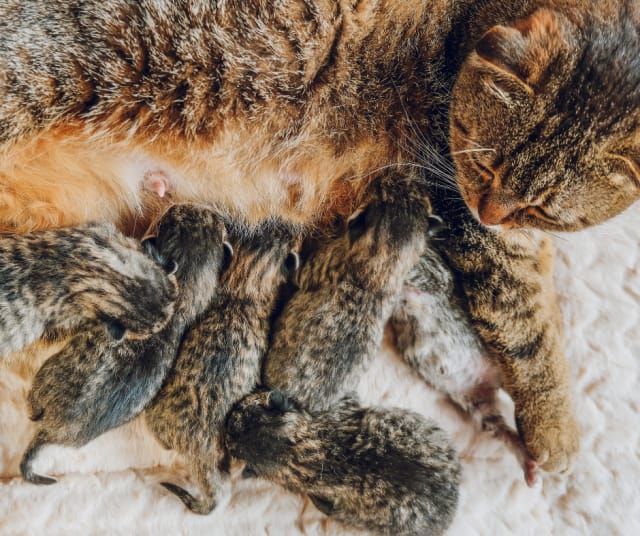 Kuvan kissat eivät liity tapaukseen.