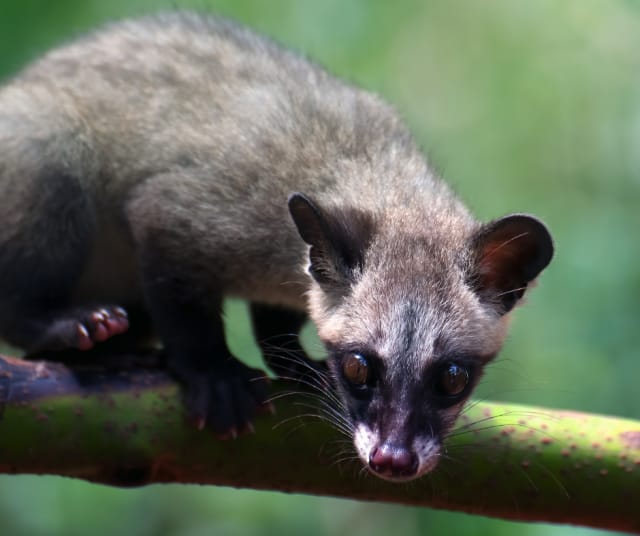 Kuvan söpönokka ei liity kahviin ainakaan tiettävästi.