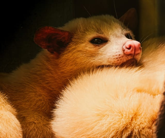 Aasialainen palmusivetti. Kuvituskuva.