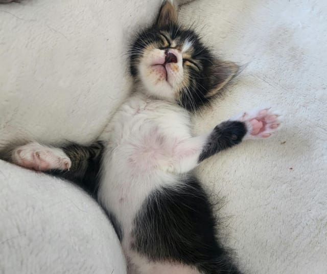 Kissallakin on unihygienia kunnossa.