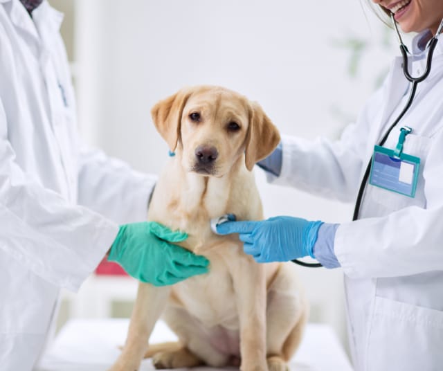 Kuvituskuva. Ei taida olla edes samaa rotua jutun rekun kanssa, mutta mitäs pienistä.