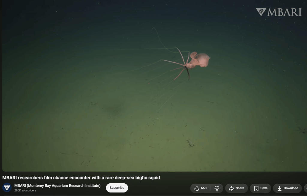 Magnapinna-suvun kalmari, jota kutsutaan englanniksi nimellä bigfin squid. Näyttökuva Youtubesta.