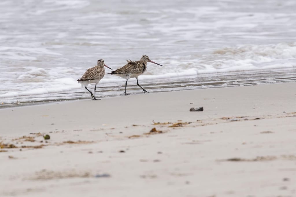 walesilaisella rannalla käveleviä lintuja. Harmaa värimaailma.