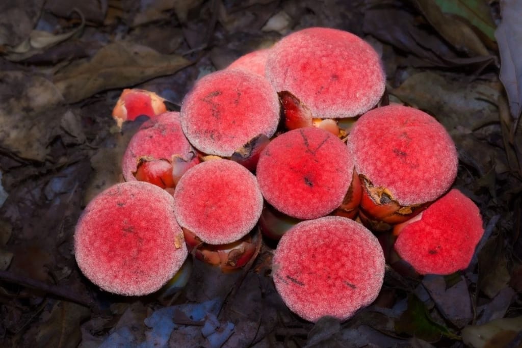 Kuvassa on kasvi, joka ei käytä fotosynteesiä ja näyttää sieneltä olematta sieni.