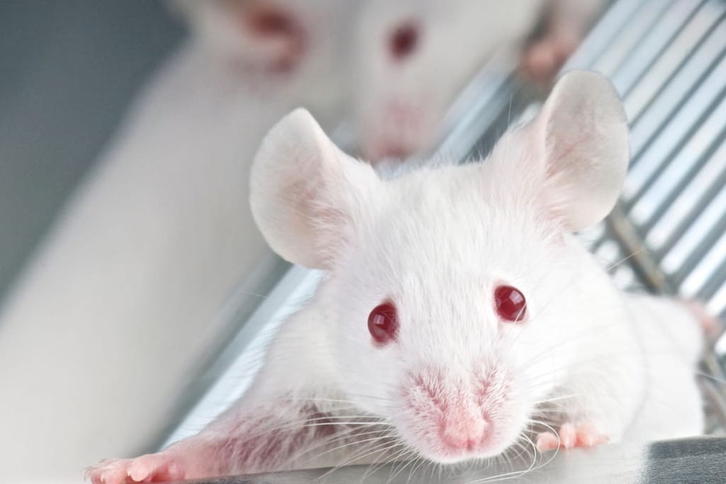 Laboraoriohiiri albiino punaiset silmat ja tutkii maailmaa