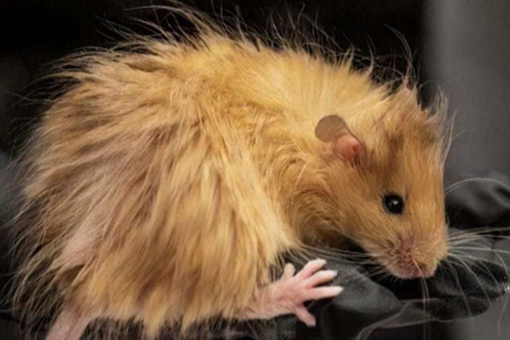 Villahiiri tutkijan mustan kumihanskan päällä kuvattavana. Pitkät mammuttimaiset karvat mutta hiiren ruumiinrakenne, silmät ja korvat. 