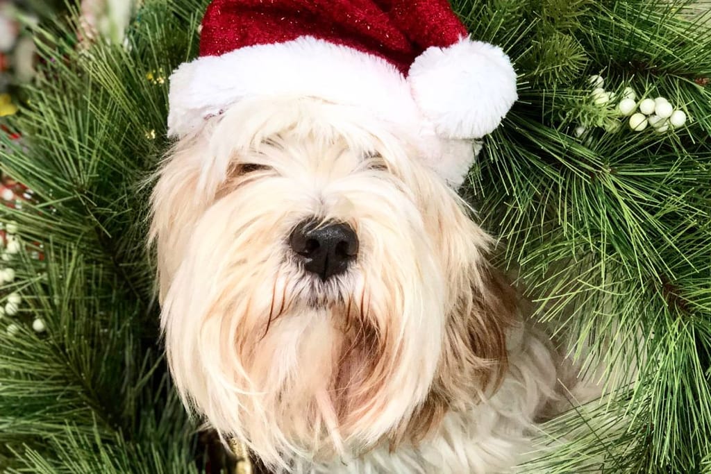 Koira tonttulakki päässä. Kuvituskuva joulun vaaroista lemmikeille artikkeliin. Koiralla on tonttulakki ja se on joulukuusessa.