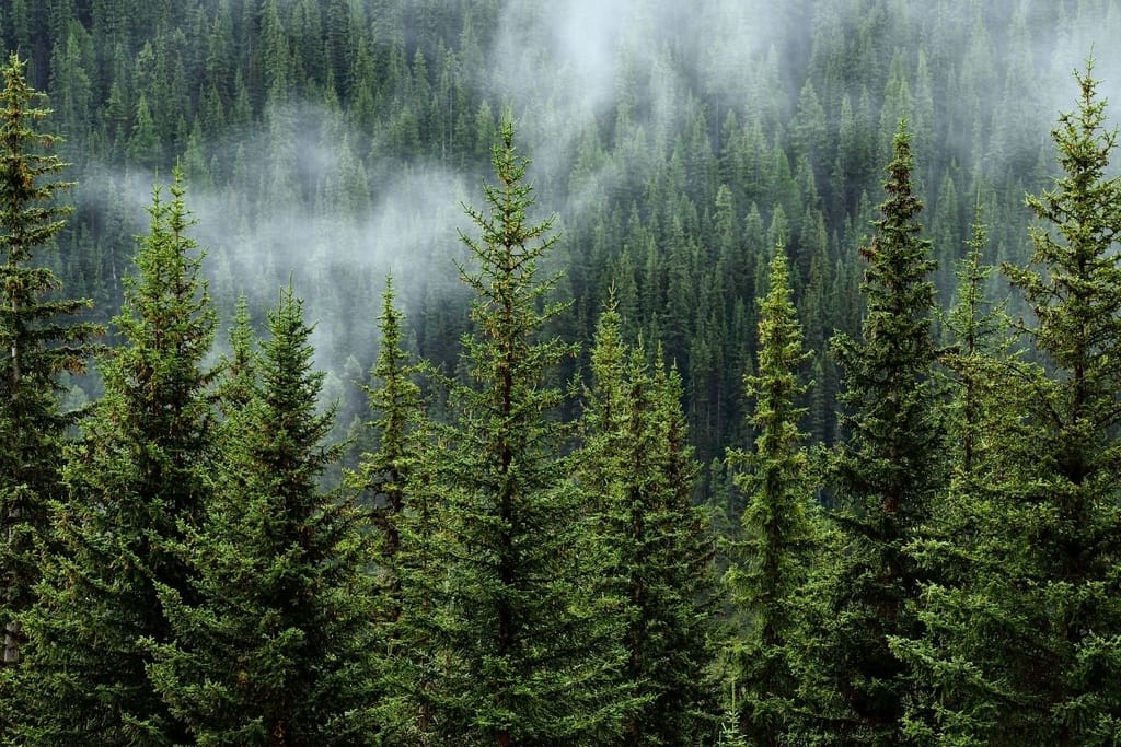 Metsämaisema, jossa on havupuita. Puiden keskellä sumua tai pilviä.