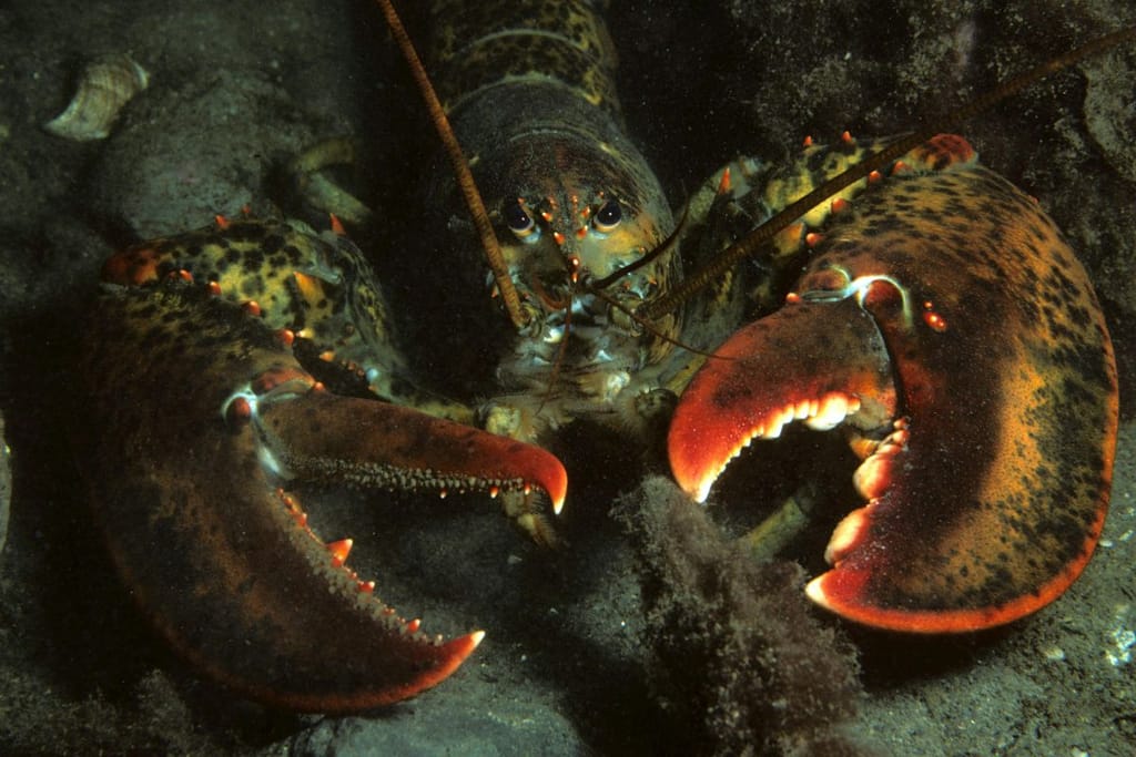 Kuvassa on amerikkalainen hummeri (Homarus americanus) merenpohjassa. Hummeri katsoo suoraan kameraan, ja sen suuret, punaruskeat sakset ovat avoinna. Kuva on otettu luonnollisessa ympäristössä, ja valaistus korostaa hummerin panssarin tummia ja oransseja sävyjä.