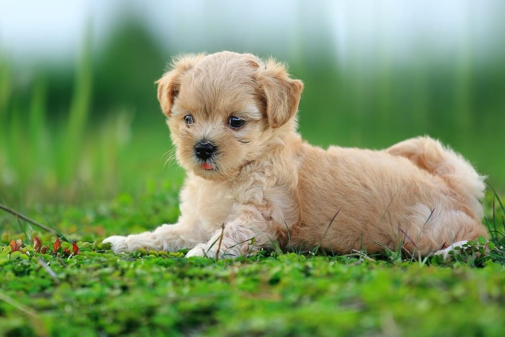 Koiranpentu makaa kesällä ulkona ja katselee ympärilleen.