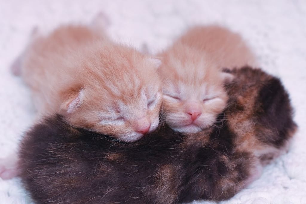 Kaksi oranssia kissanpentua makaa kolmannen päällä. 