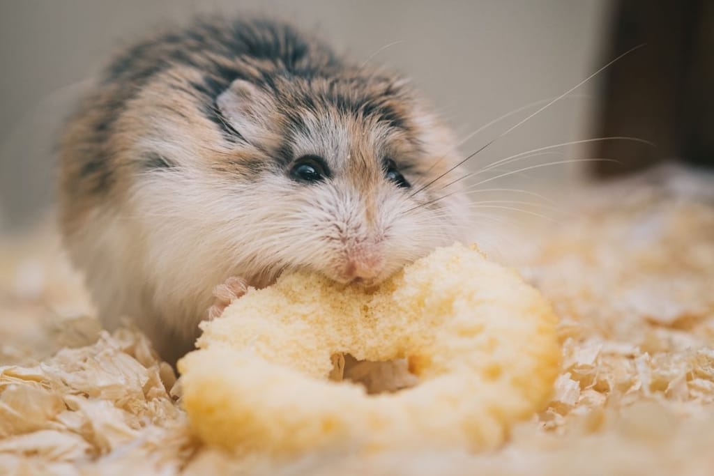 Hamsteri on terraariossa ja syö isoa raksua. 