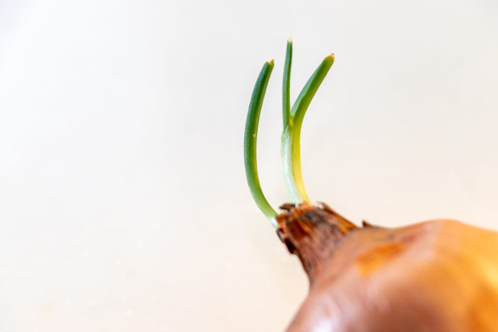 Lähikuva sipulista, josta kasvaa vihreitä versoja vaaleaa taustaa vasten.