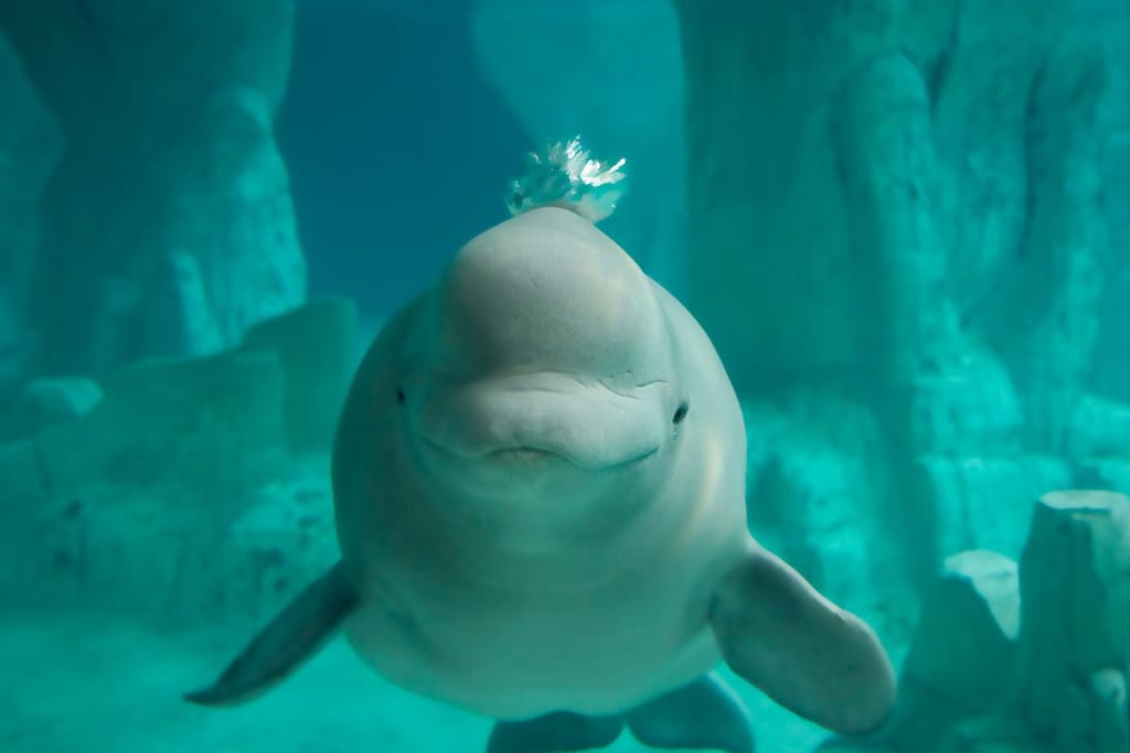  Belugavalas ui kirkkaan turkoosissa vedessä kivimäisessä ympäristössä, katse suoraan kameraan ja pieni vesipatsas pään päällä.