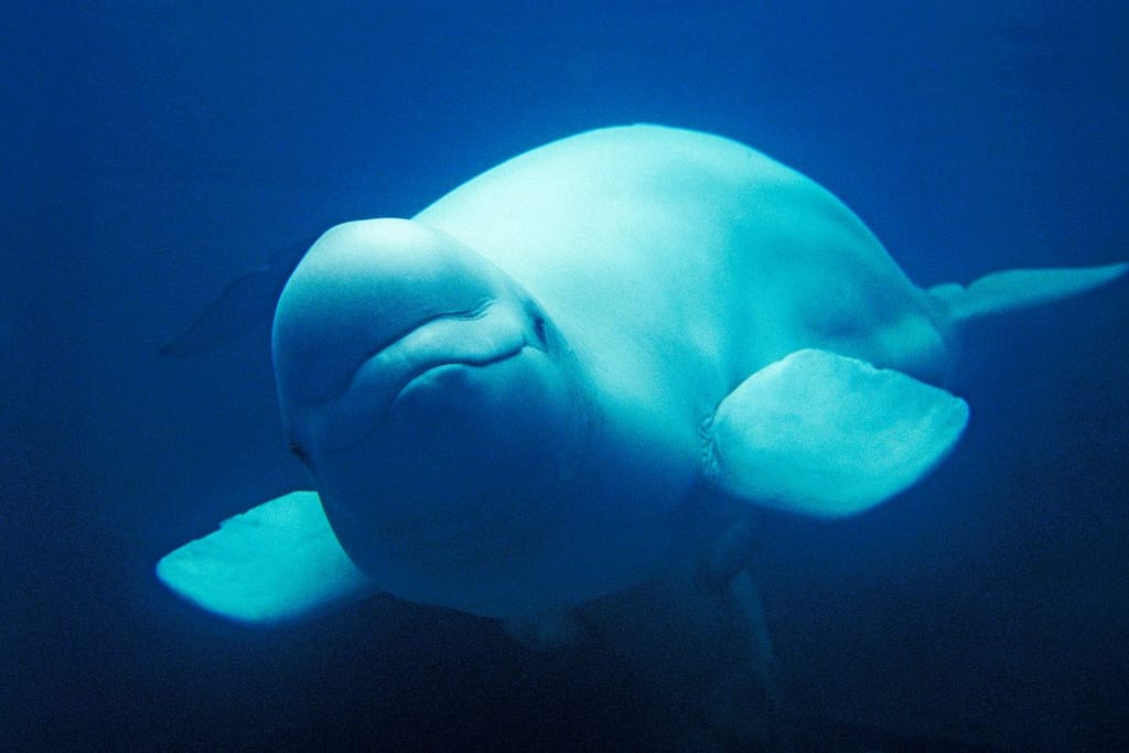 Belugavalas ui sinertävässä vedessä Alaskan vesillä, valaan pyöreä pää ja vaalea iho erottuvat tummasta taustasta. 