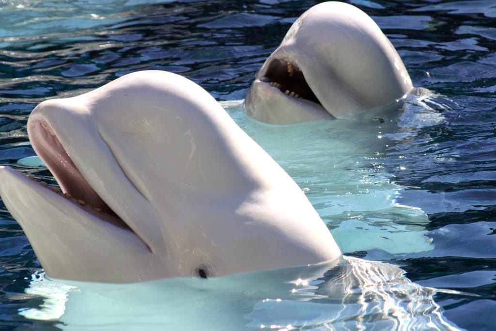Kaksi belugavalasta veden pinnalla, toinen etualalla suu hieman auki ja toinen taustalla nousemassa pintaan kirkkaassa päivänvalossa.