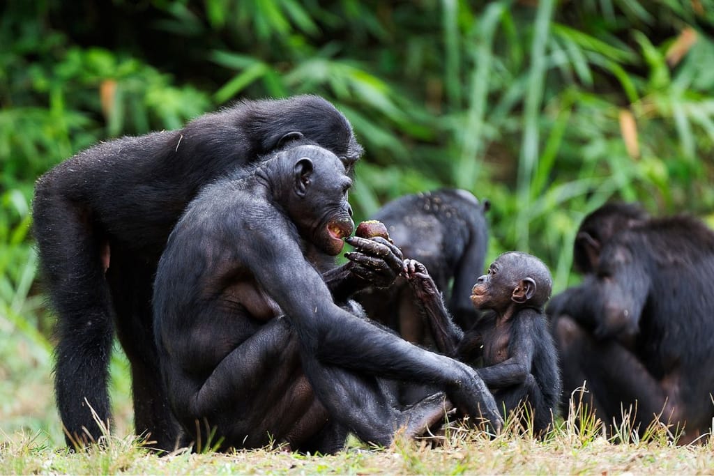 Bonoboemo istuu ruohikossa poikasen kanssa ja jakaa ruokaa. Tilanne näyttää läheiseltä ja rauhalliselta, taustalla näkyy muita bonoboja.