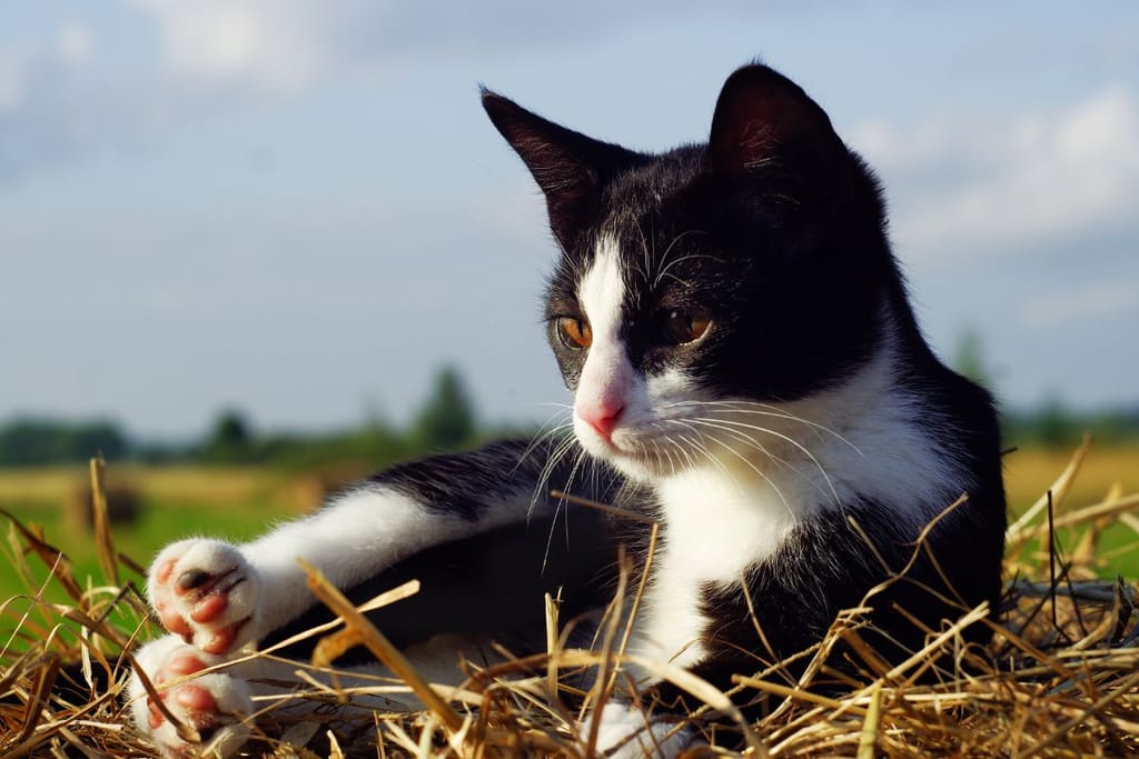 Mustavalkoinen kissa makaa nurmikolla. Taustalla sinitaivas, jossa pilvenhaituvia.