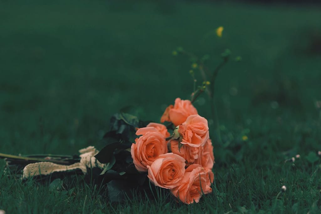 Vaaleanpunaiset ruusut makaavat nurmikolla kuin