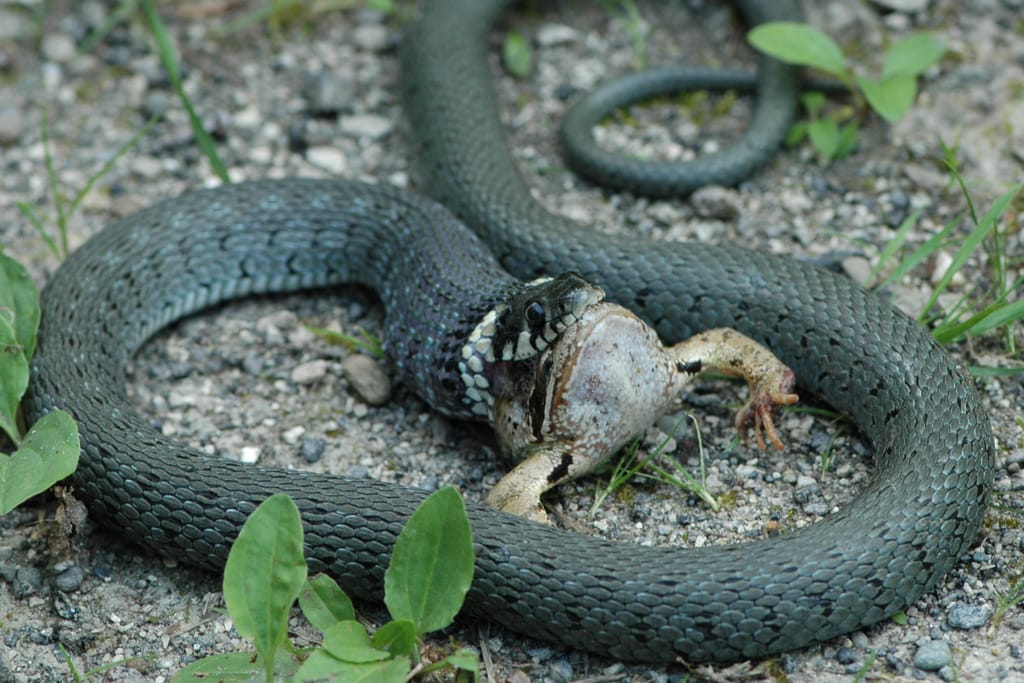 Kyykäärme on saanut saaliikseen sammakon ja pitää sitä suussaan sorapintaisella maalla, vihreitä kasveja ympärillä.
